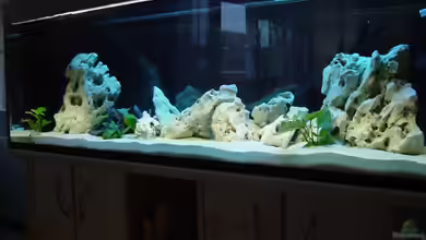 Becken 1037 von Sascha Rikart