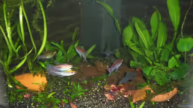 Becken 10383 von Hage