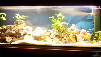 Becken 10401 von aurel69