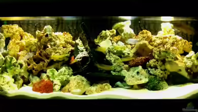 Becken 10417 von Andreas Kraus