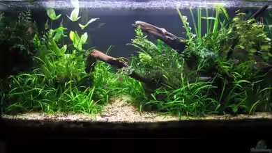 Becken 10423 von BMF