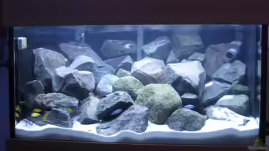 Becken 10474 von Michael Kuhl