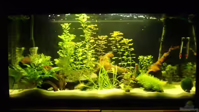 Becken 10475 von Oli