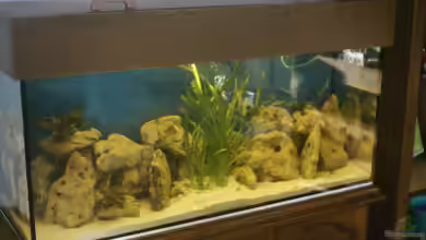 Becken 105 von Thomas Pichlo