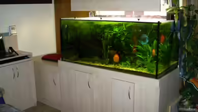 Becken 10504 von Johann Bihler