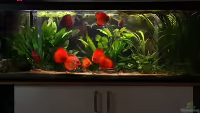 Becken 10517 von Sandro Möstel