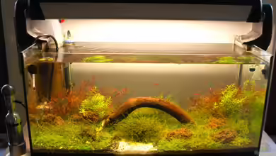 Becken 10534 von Jo The Fish