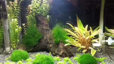 Becken 10549 von Jimbo