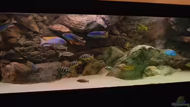 Becken 10590 von Wietze Bron