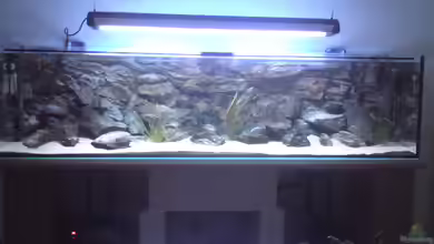 Becken 10621 von Michael Schöpf