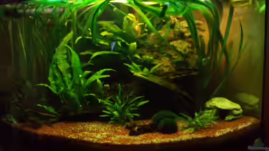 Becken 10640 von Tobias Lips