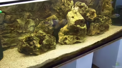 Becken 10655 von Christian Hurm