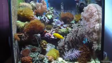 Becken 10663 von Mario Kustor