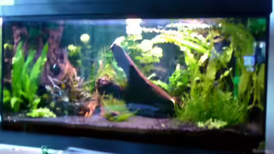 Becken 10667 von BJ210879