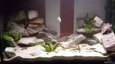 Becken 10671 von Duck34