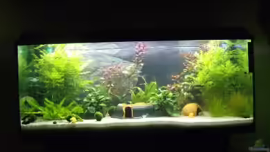 Becken 10674 von Nathaniel Fisher