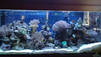 Becken 10686 von enemey