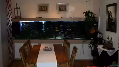 Becken 1069 von Christoph Fetten