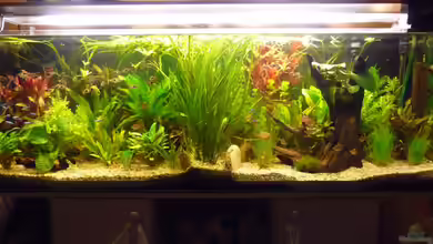 Becken 10729 von Schildi