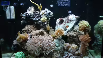 Becken 10747 von Thomas Ideus