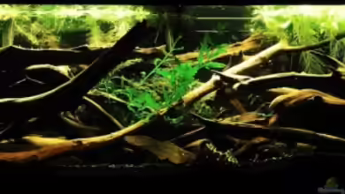 Becken 10799 von hempi23