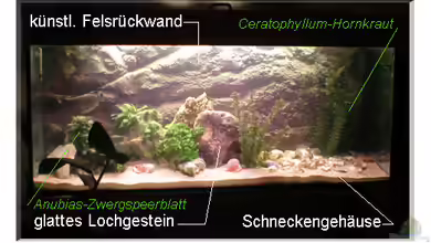 Becken 108 von Dirk A. Wolters