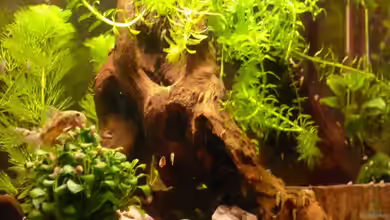 Becken 108001 von Der kleine Delfin