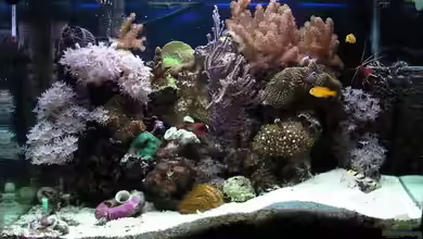 Becken 10801 von Merya