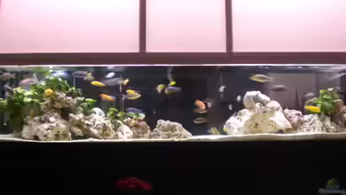 Becken 10811 von h.p.m