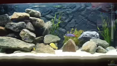 Becken 10819 von A.Zabanoff