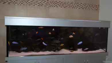 Becken 1083 von Roland Elsenbruch