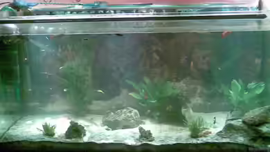 Becken 10832 von Sammy1981