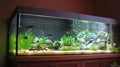 Becken 1084 von Chegwidden