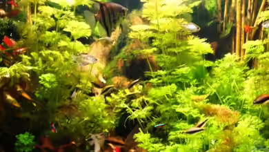 Becken 10861 von Me)-(@niC ©®