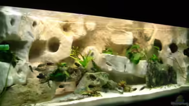 Becken 10874 von Enrico Müller