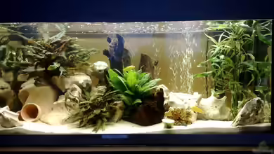 Becken 10898 von bennymotte