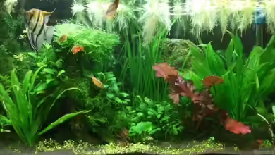 Becken 10904 von Sharky