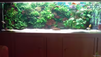 Becken 10921 von Dennis Feldhaus