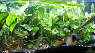 Becken 10934 von Channa667