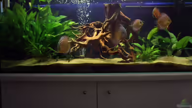 Becken 10951 von Freddy