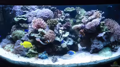 Becken 10953 von Sascha Held