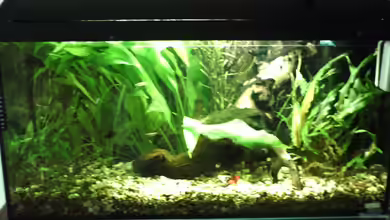 Becken 10976 von magdeburger