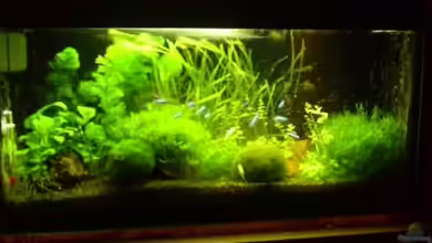 Becken 10979 von DAEMON