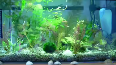 Becken 10999 von Belvina