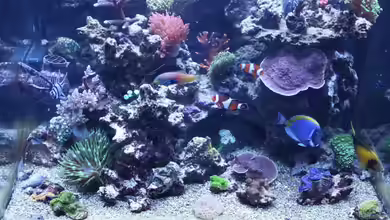 Becken 11016 von Stephan Ascher