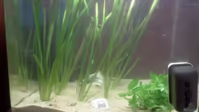 Becken 11050 von huhu