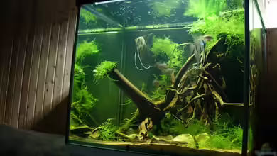 Becken 11051 von Daniel_