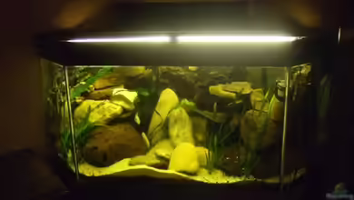 Becken 11053 von Esslinger