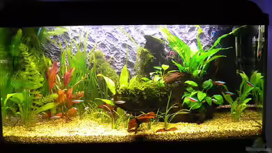 Becken 11060 von Thomas D.