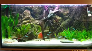 Becken 11067 von Lini